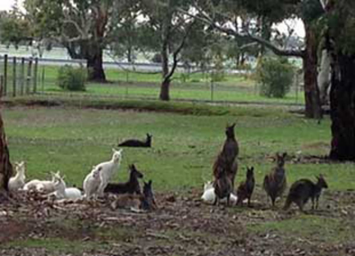 Lot 216 / 46 Ramsay Terrace, Bordertown SA 5268, Bordertown - Thumbnail 5