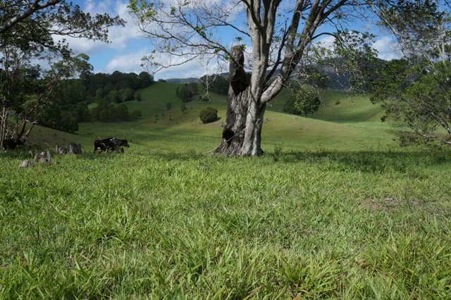 83 Minnie Perkins Road, Fernvale, NSW, 2484, Fernvale - Thumbnail 3