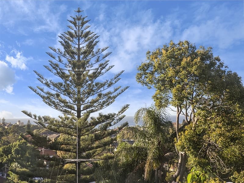 10 Pitt Street, Randwick - Thumbnail 8