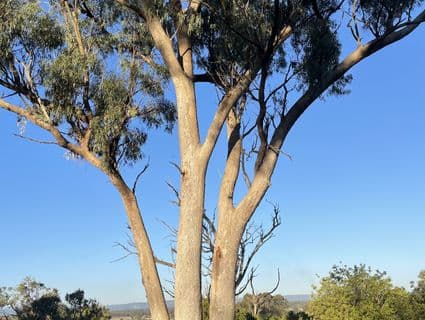 Lot 104  Doghill Road, Baldivis - Thumbnail 4