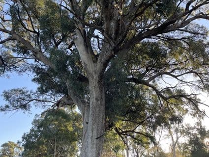 Lot 104  Doghill Road, Baldivis - Thumbnail 5
