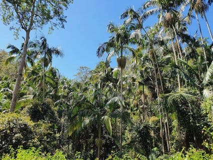 Lot 486 Windermere Road, Sandy Creek - Thumbnail 8