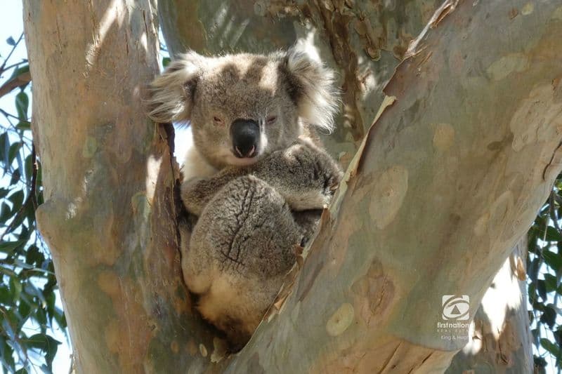 Ca 17, 240 Centre Road, Raymond Island, VIC 3880, Raymond Island - Thumbnail 3