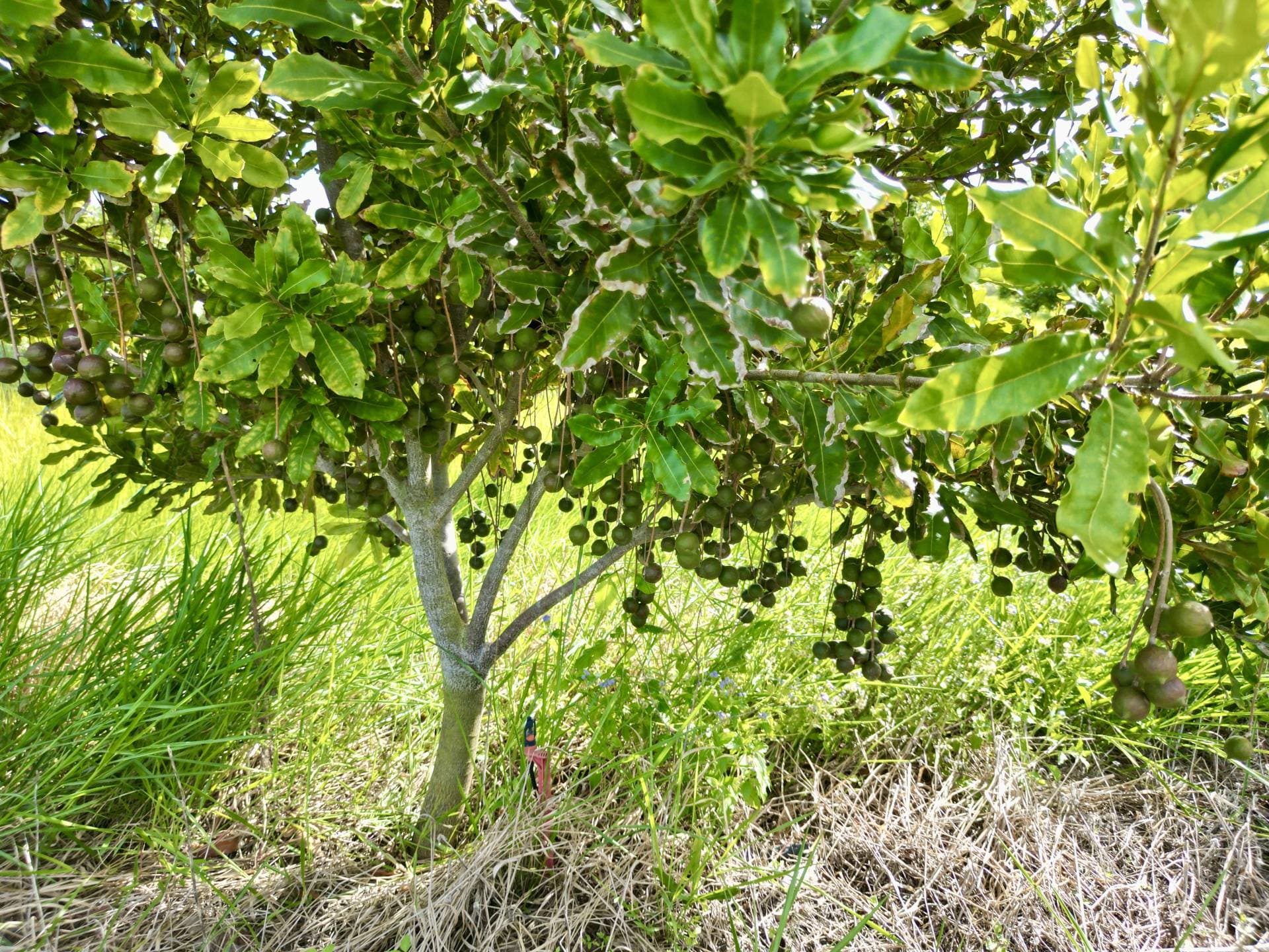 Lot 17 Rices Road, Howard QLD 4659, Howard - Thumbnail 5