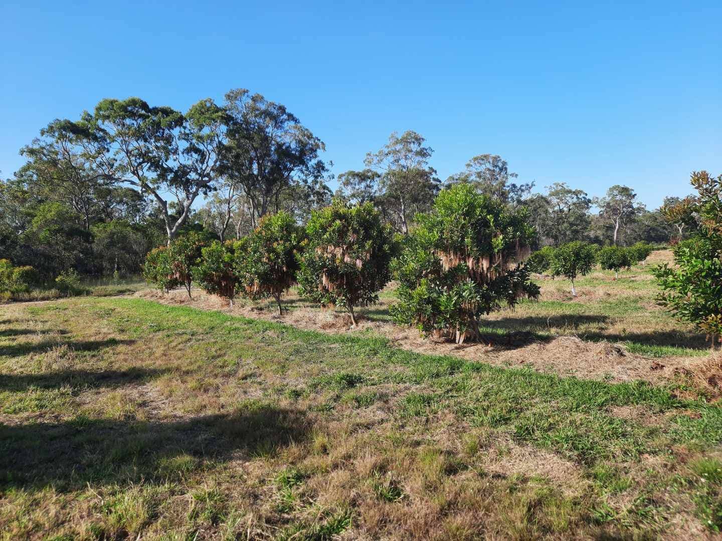 Lot 17 Rices Road, Howard QLD 4659, Howard - Thumbnail 7
