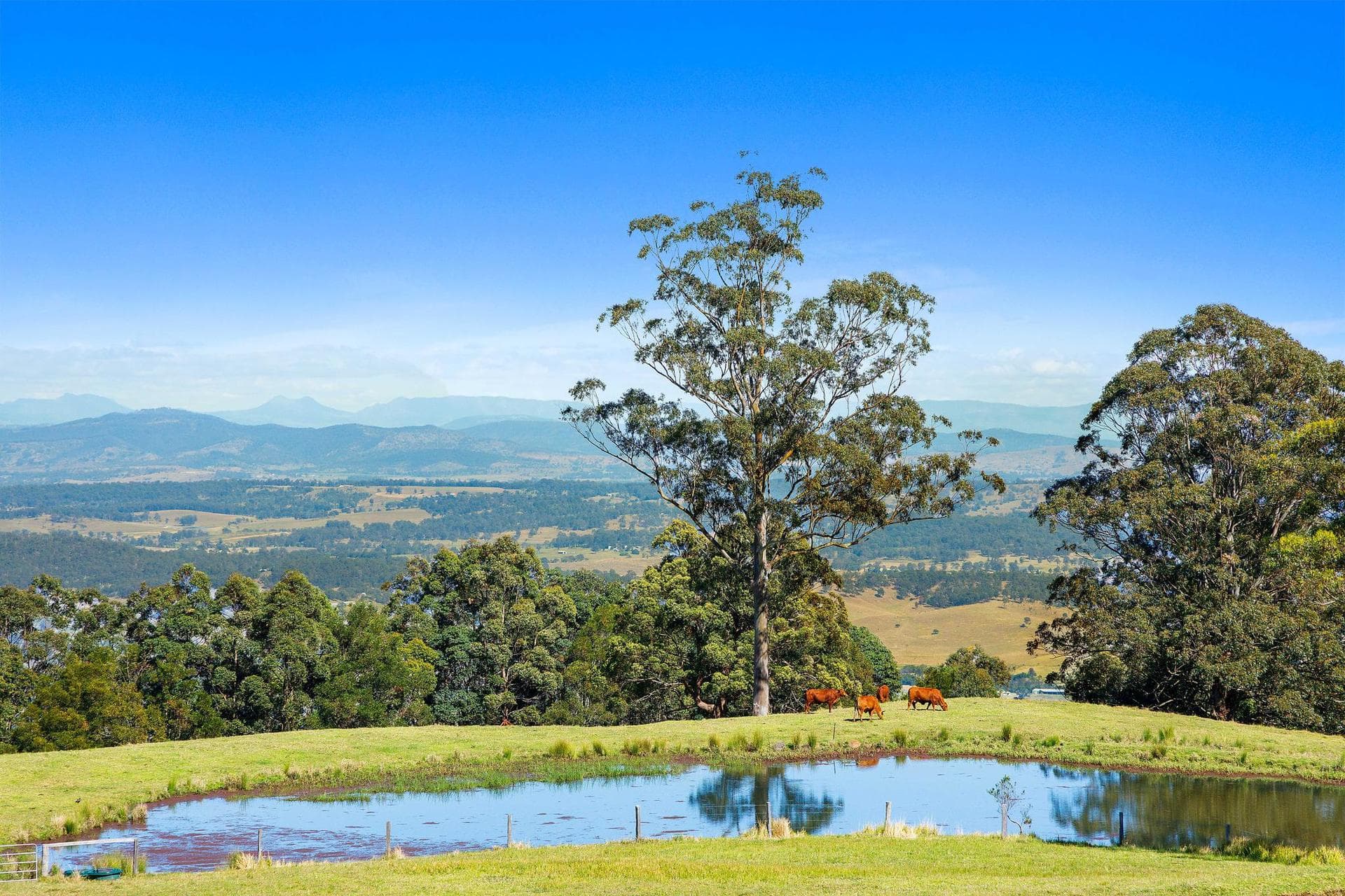 423 Main Western  Road, Tamborine Mountain, QLD, 4272, Tamborine Mountain - Thumbnail 5