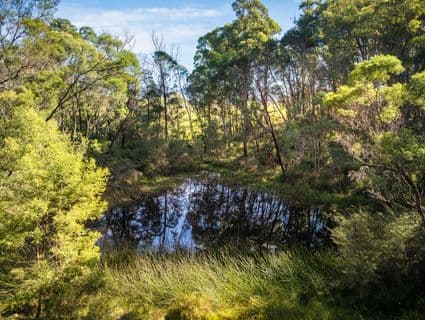 12 Green Hill Lane, Wyndham, NSW, 2550, Wyndham - Thumbnail 4