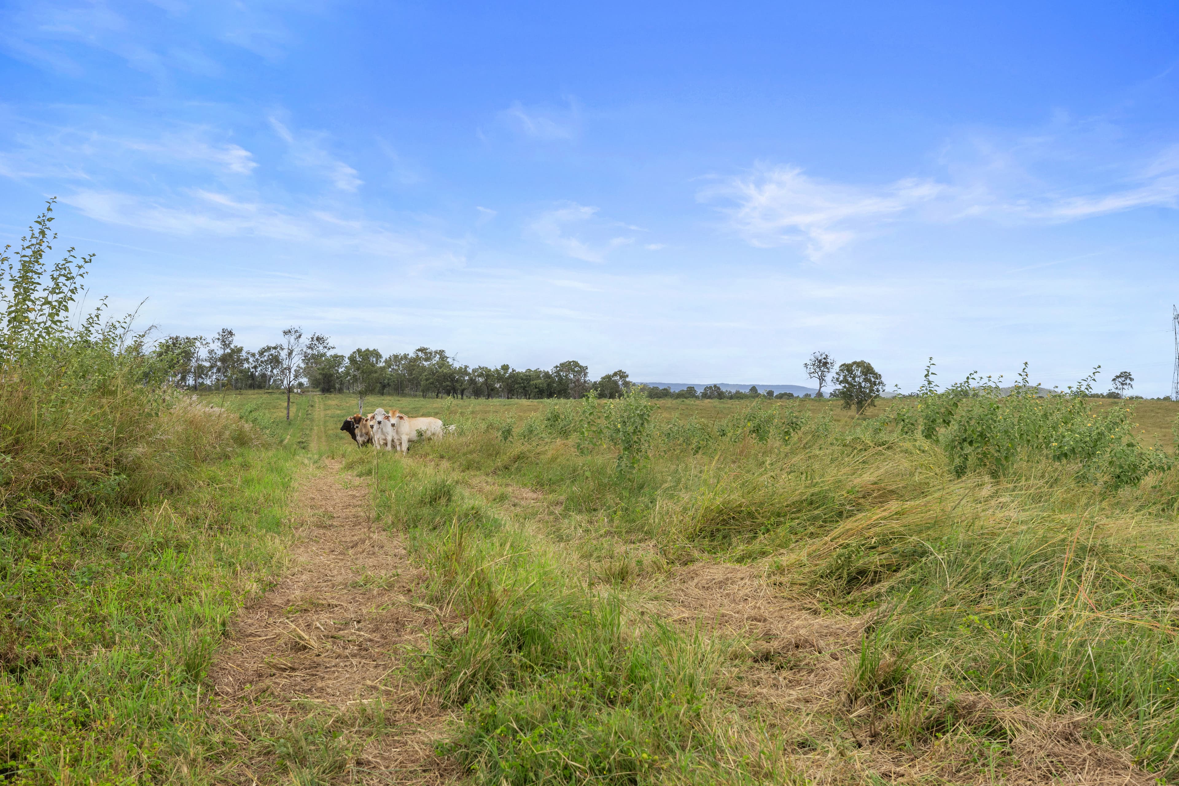 Lot 51 Staples Road Woolooga, Qld, 4570,  - Thumbnail 3