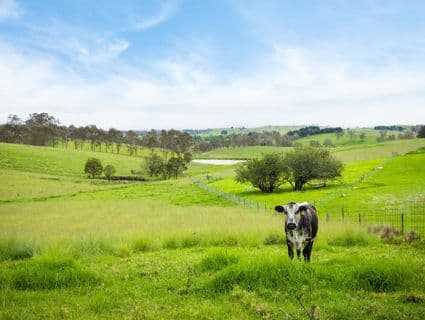 11 Ramseys Road, Candelo, NSW, 2550, Candelo - Thumbnail 6