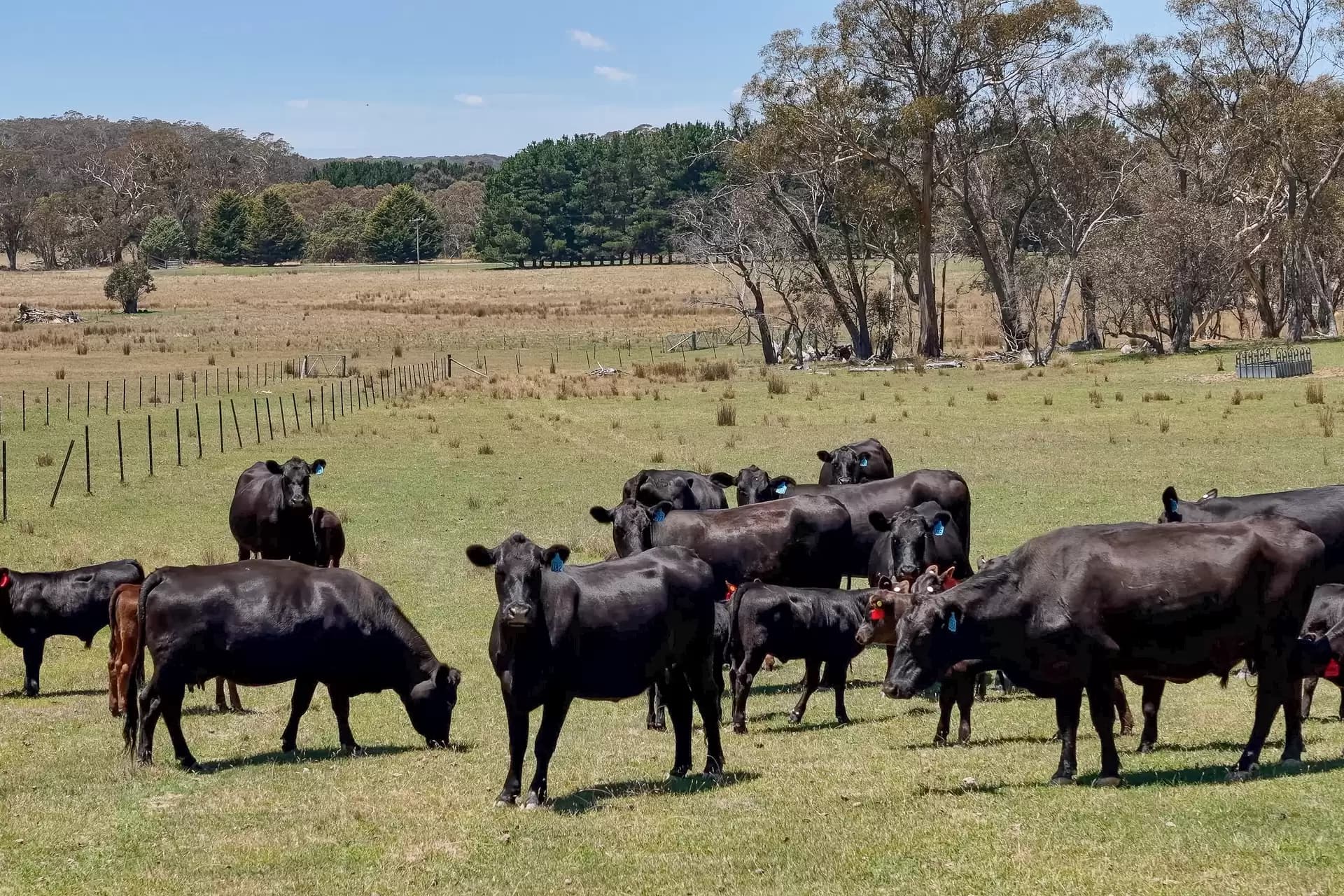 1171 Golspie Road, Taralga, Taralga - Thumbnail 4