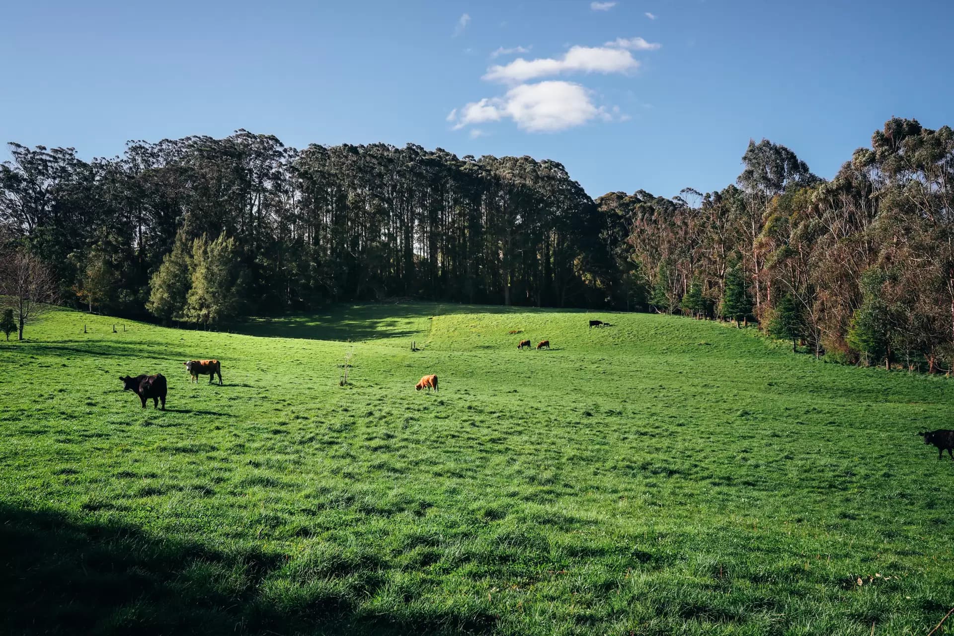 Lot 2/265 Wildes Meadow Road, Wildes Meadow, Wildes Meadow - Thumbnail 2