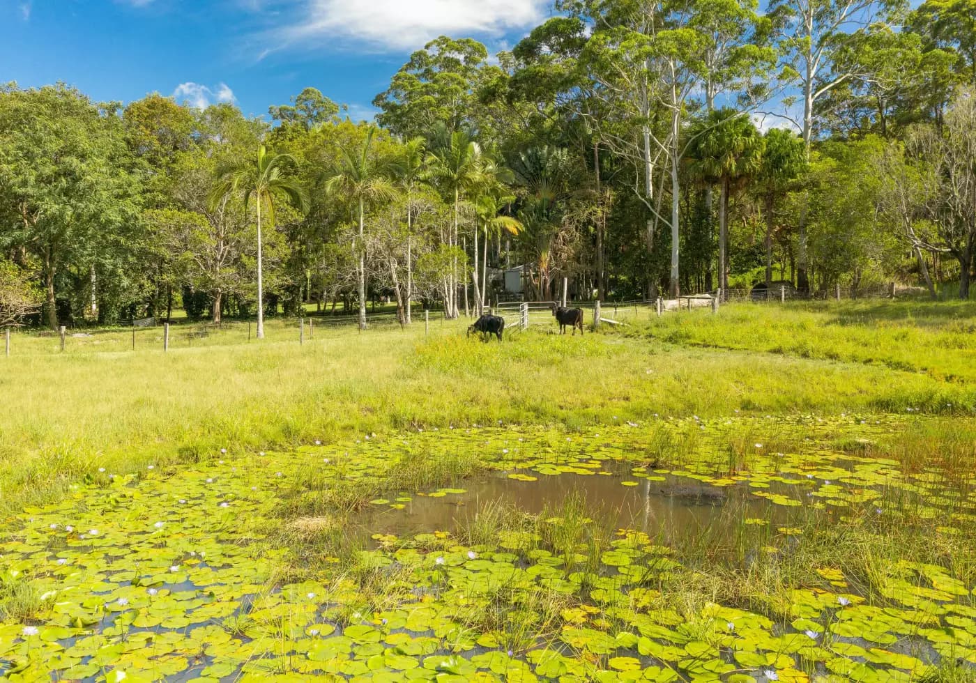 66 Seib Rd, Eumundi - Thumbnail 2