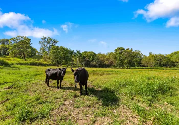 66 Seib Rd, Eumundi - Thumbnail 6