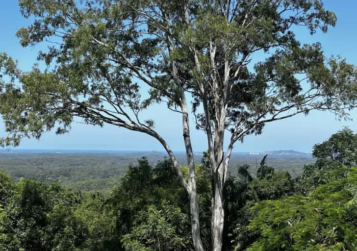 399 Sunrise Rd, Tinbeerwah - Thumbnail 5