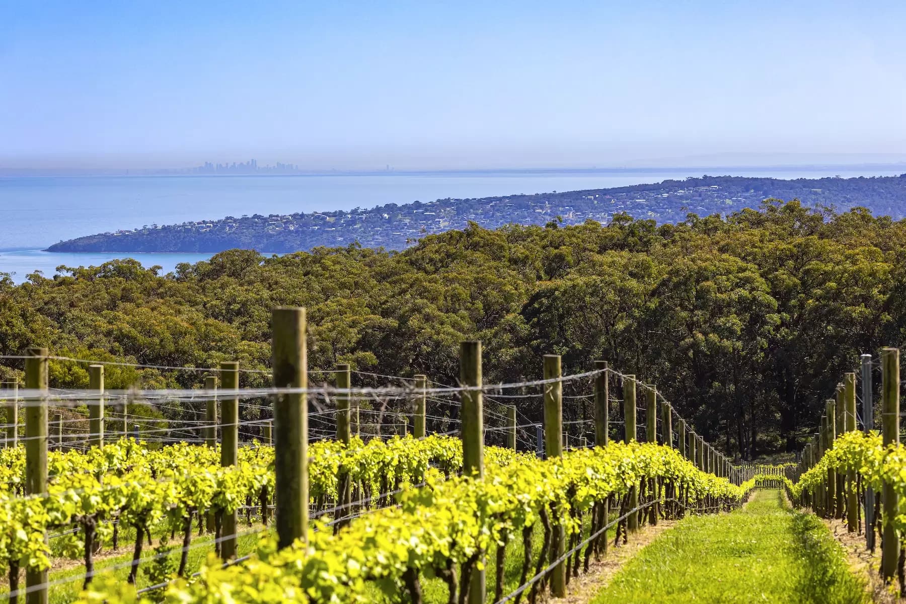 Lot Lot 1, 2 & 3, 376-396 Arthurs Seat Road, Red Hill, Red Hill - Image 1
