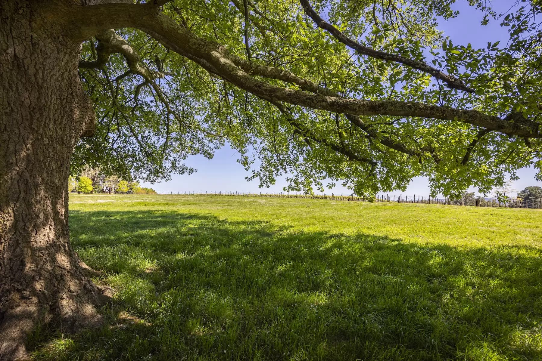 Lot Lot 1, 2 & 3, 376-396 Arthurs Seat Road, Red Hill, Red Hill - Thumbnail 6