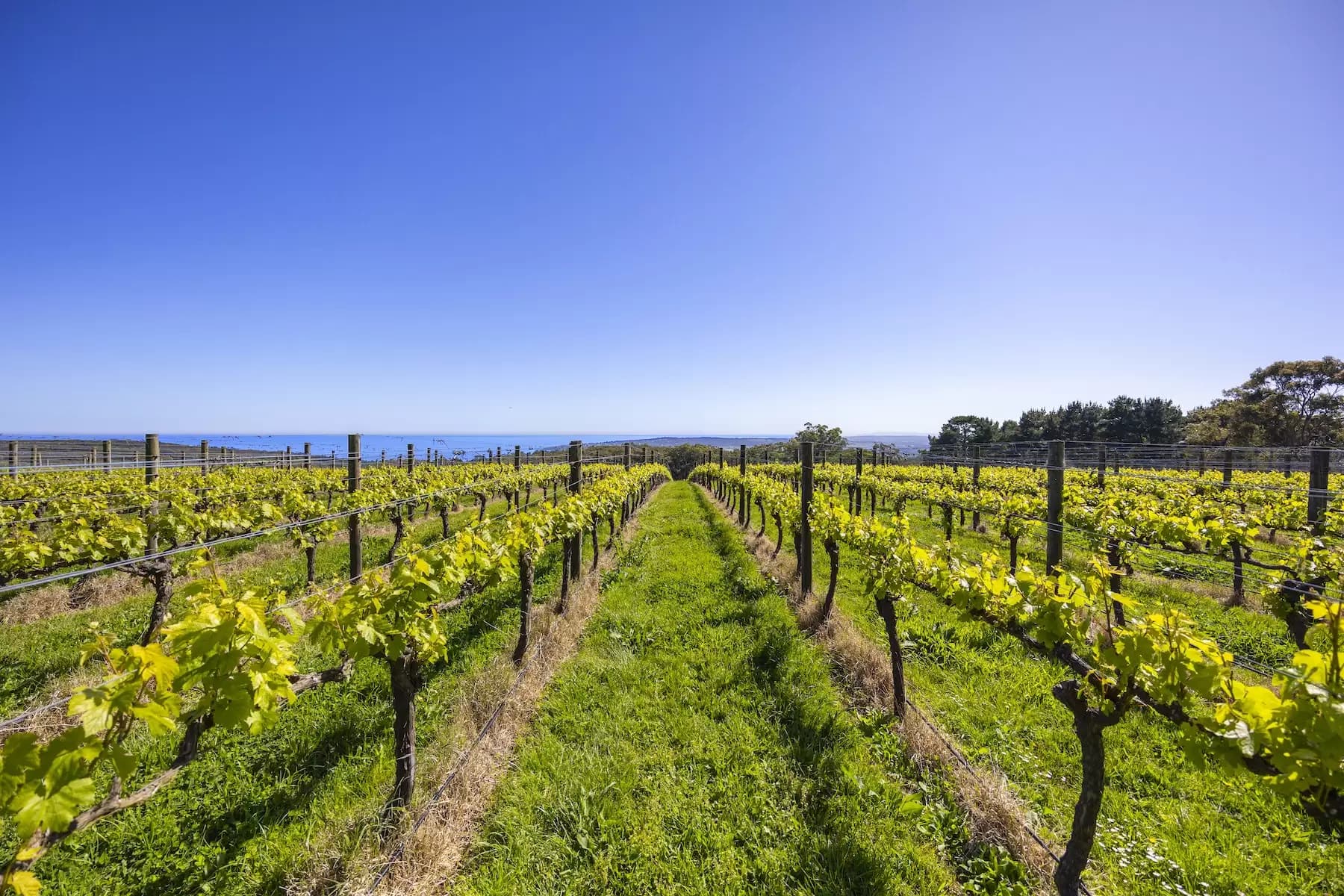 Lot Lot 1, 2 & 3, 376-396 Arthurs Seat Road, Red Hill, Red Hill - Thumbnail 8