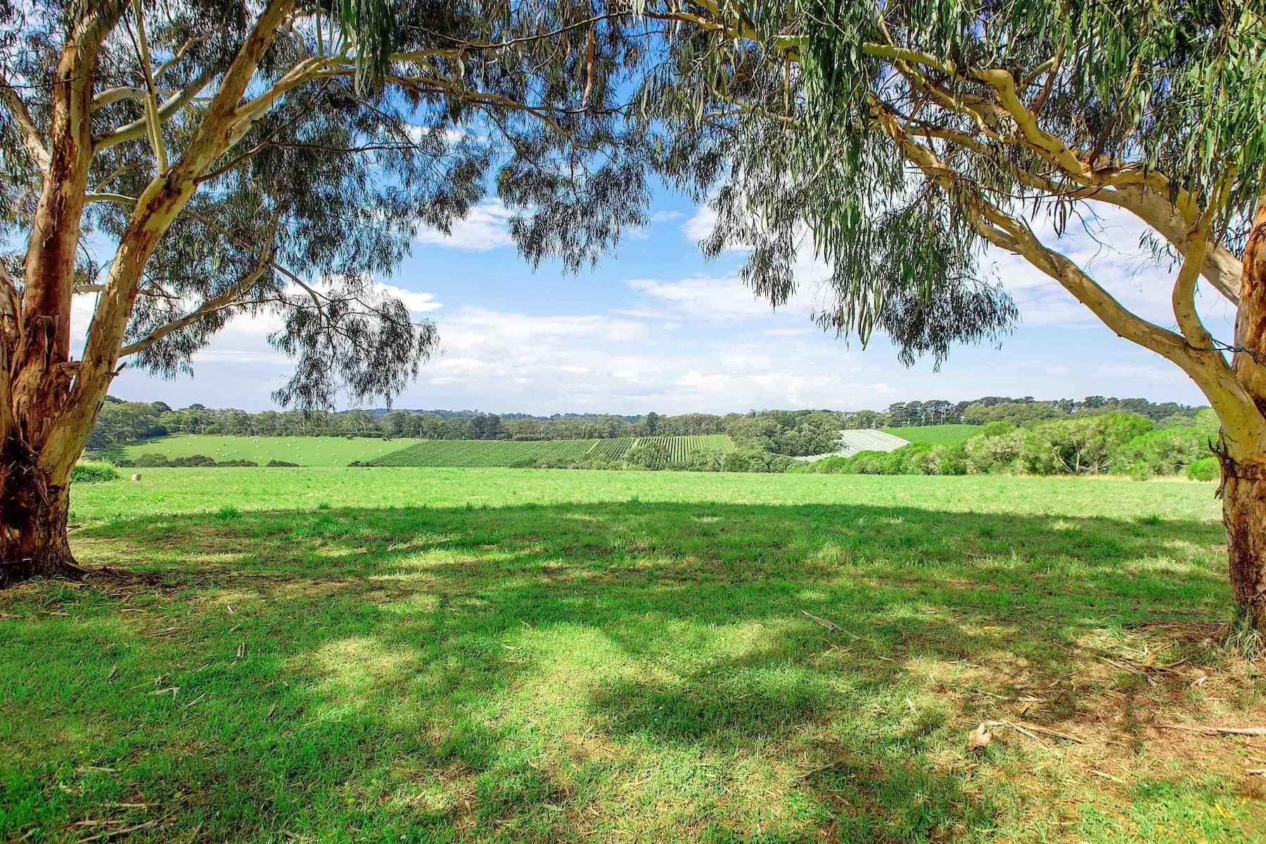 1369 Mornington Flinders Road, Main Ridge, Main Ridge - Thumbnail 3