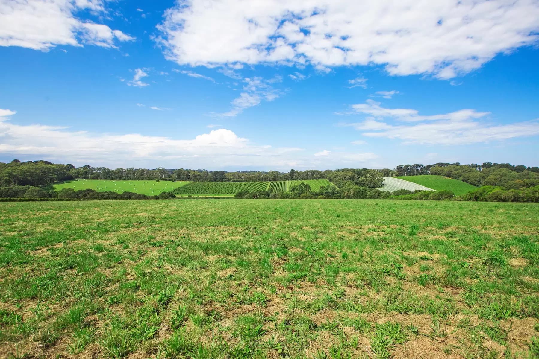 1369 Mornington Flinders Road, Main Ridge, Main Ridge - Thumbnail 6