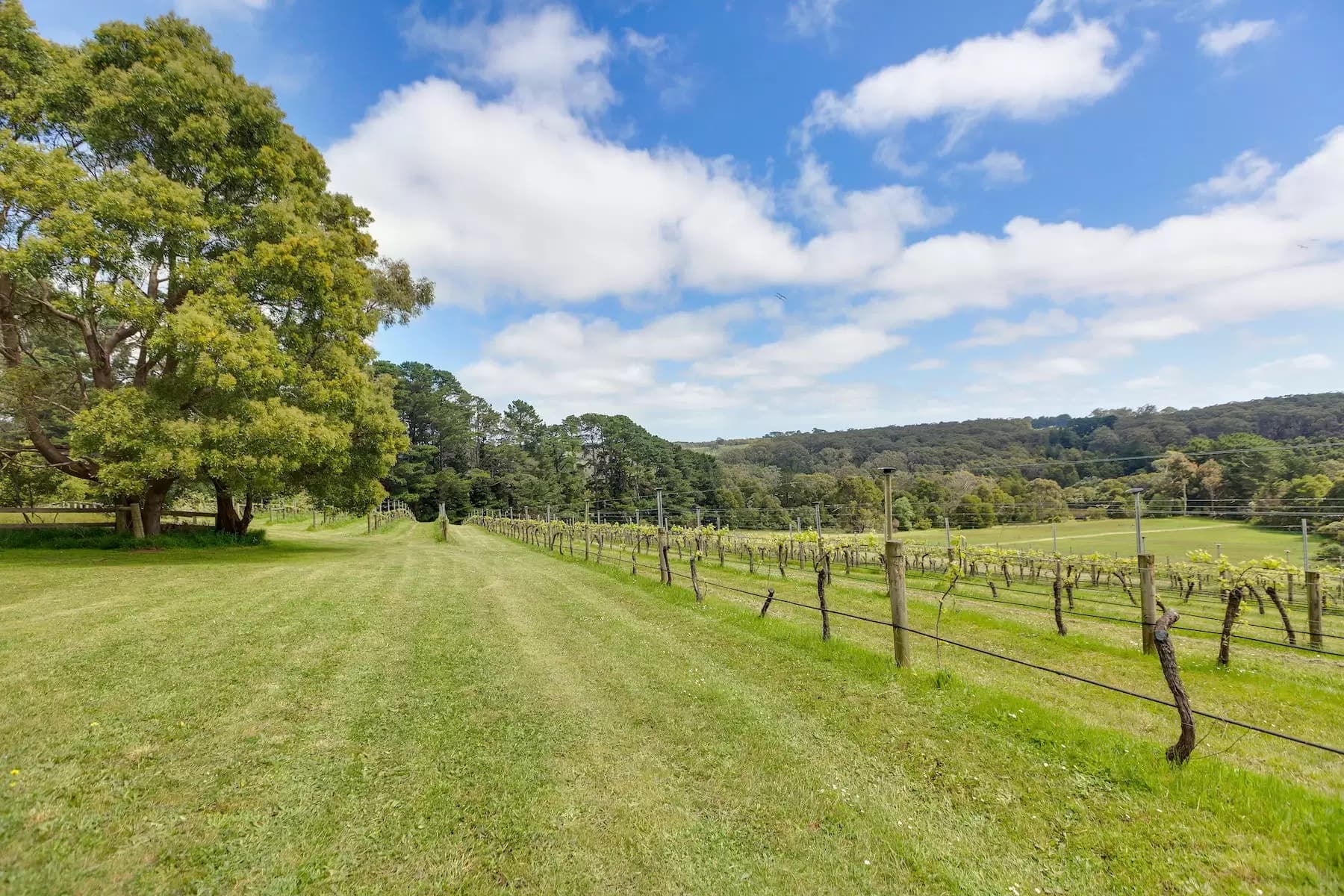 224 Main Creek Road, Main Ridge, Main Ridge - Image 1