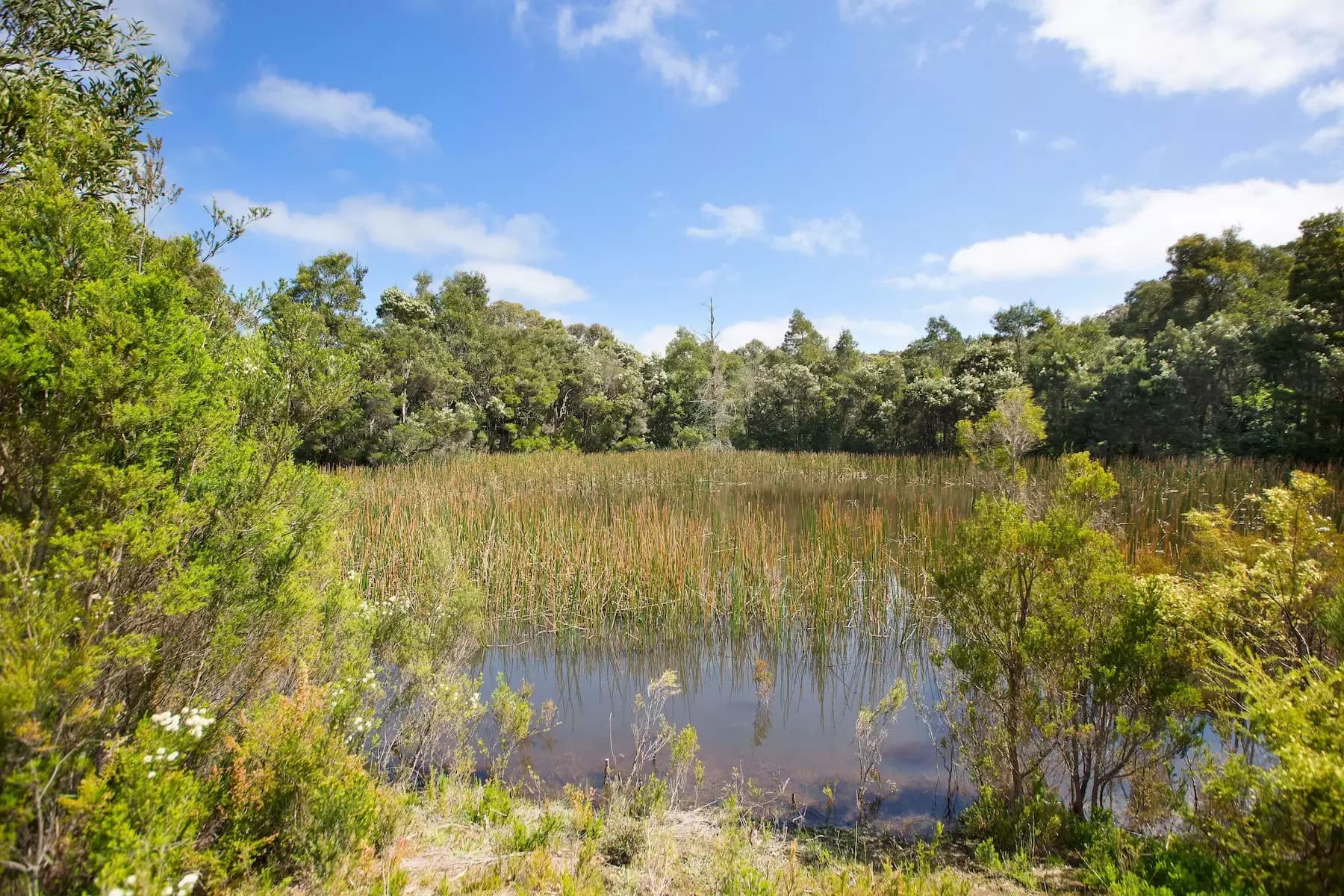 224 Main Creek Road, Main Ridge, Main Ridge - Thumbnail 5