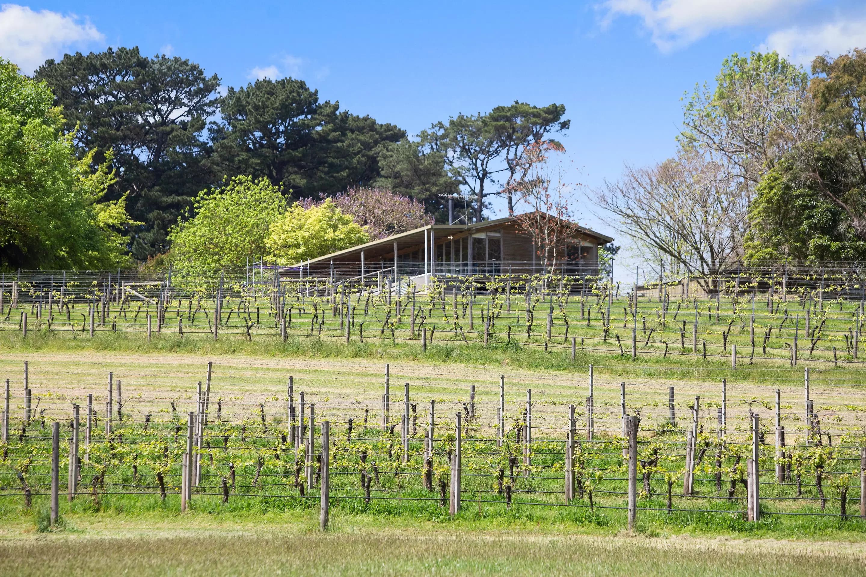 224 Main Creek Road, Main Ridge, Main Ridge - Thumbnail 6