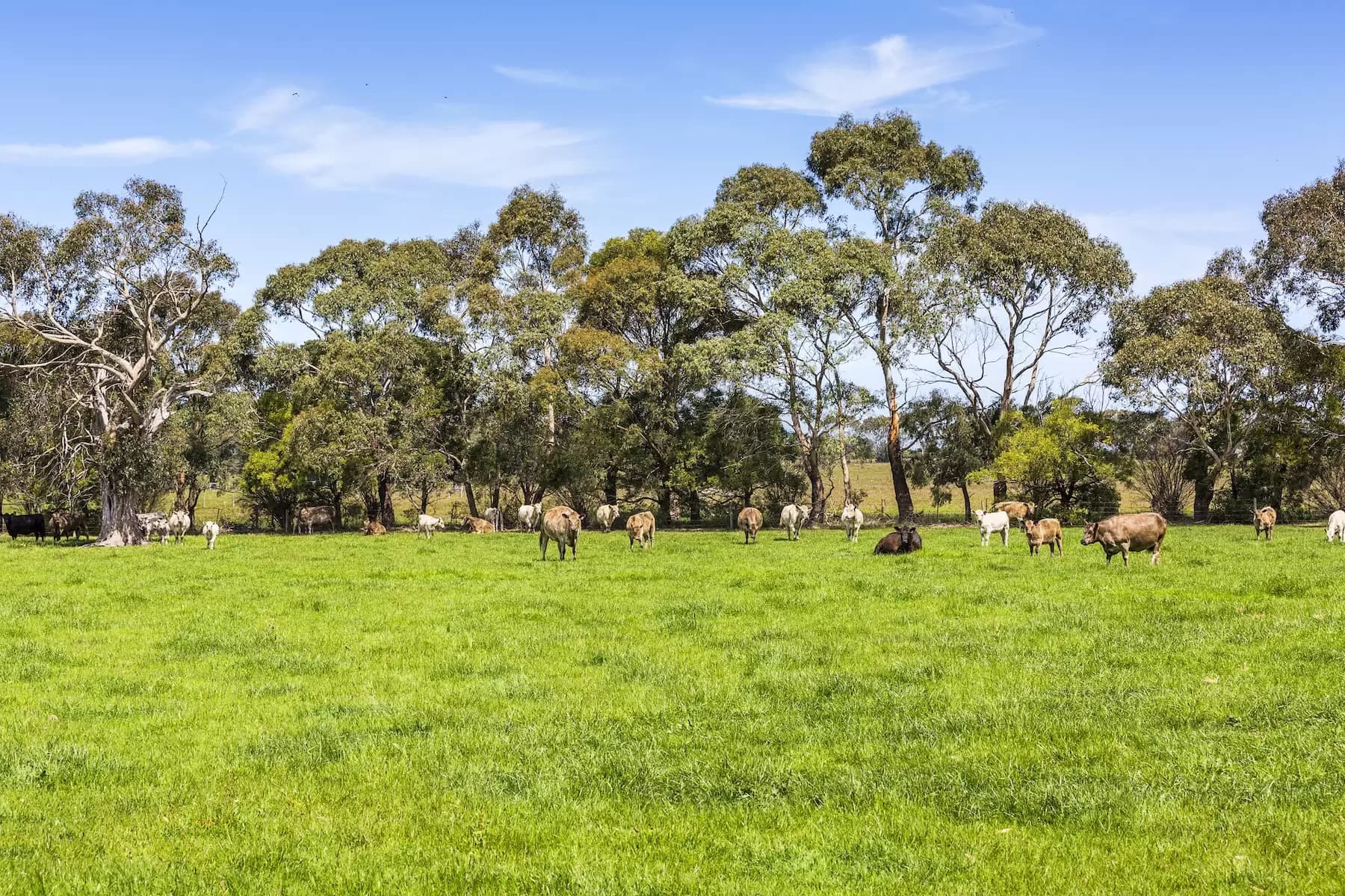 130 Hendersons Road, Bittern, Bittern - Thumbnail 5