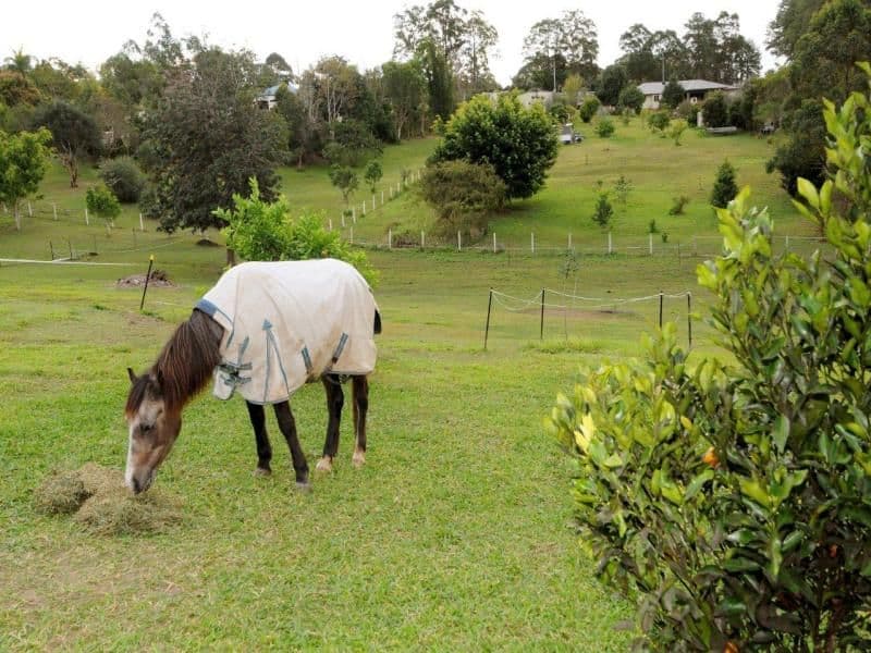 7 Gipanni Place DIDDILLIBAH QLD, Diddillibah - Thumbnail 7
