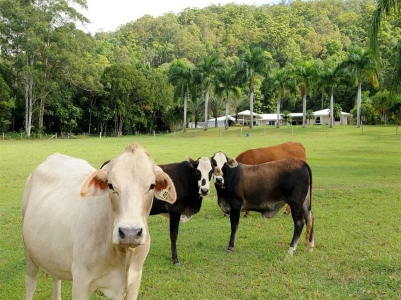 50 Andersons Road YANDINA QLD, Yandina - Thumbnail 2