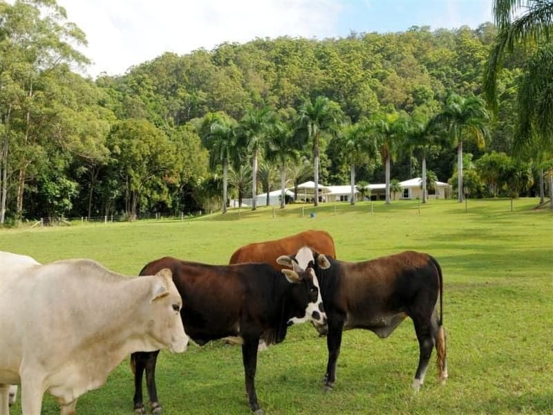 50 Andersons Road YANDINA QLD, Yandina - Thumbnail 8