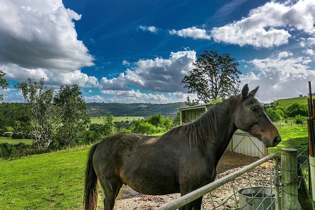 131 Currie Road, The Channon, NSW, 2480, The Channon - Thumbnail 6
