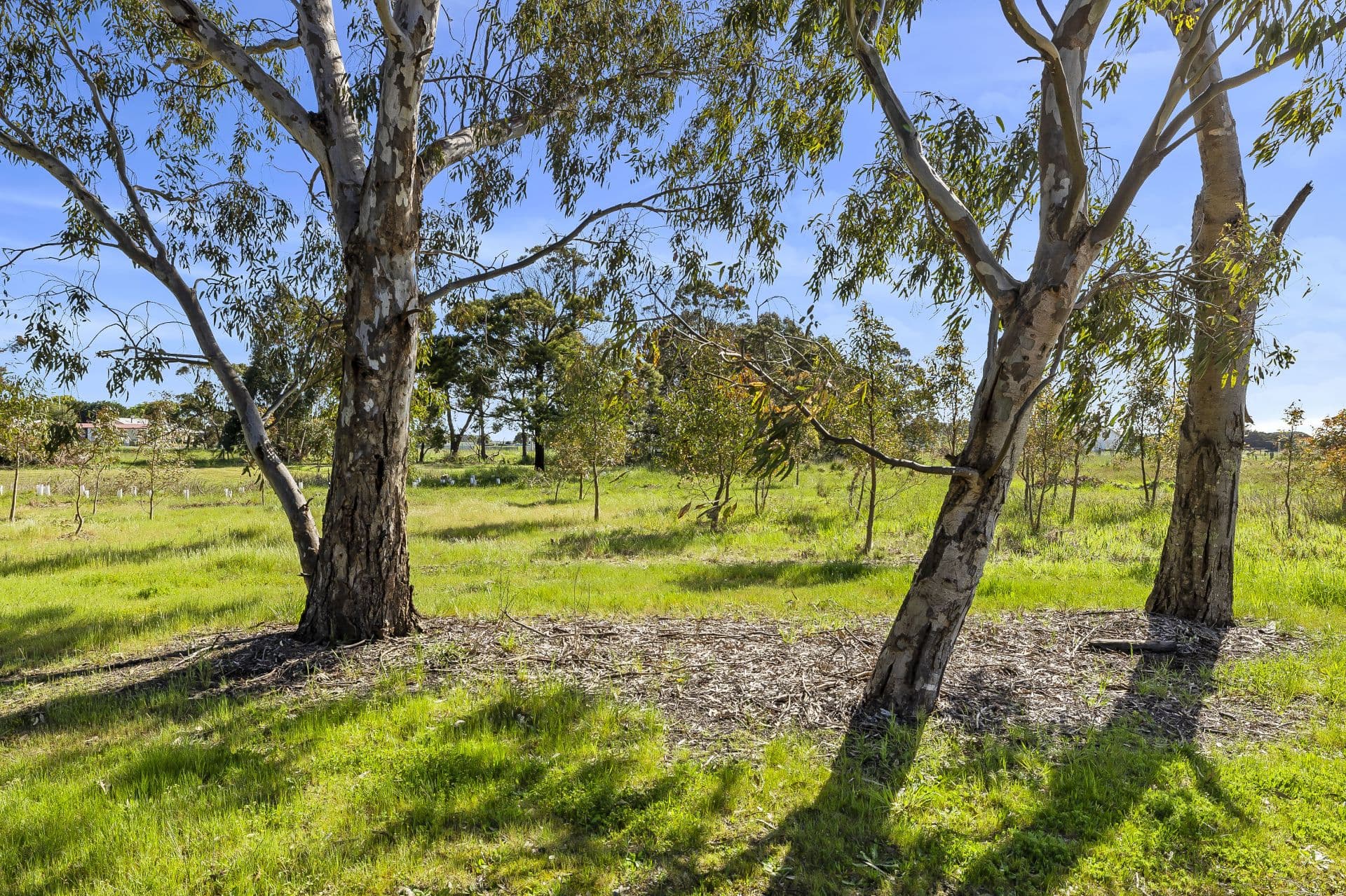38 Beal Street, Birregurra - Thumbnail 3