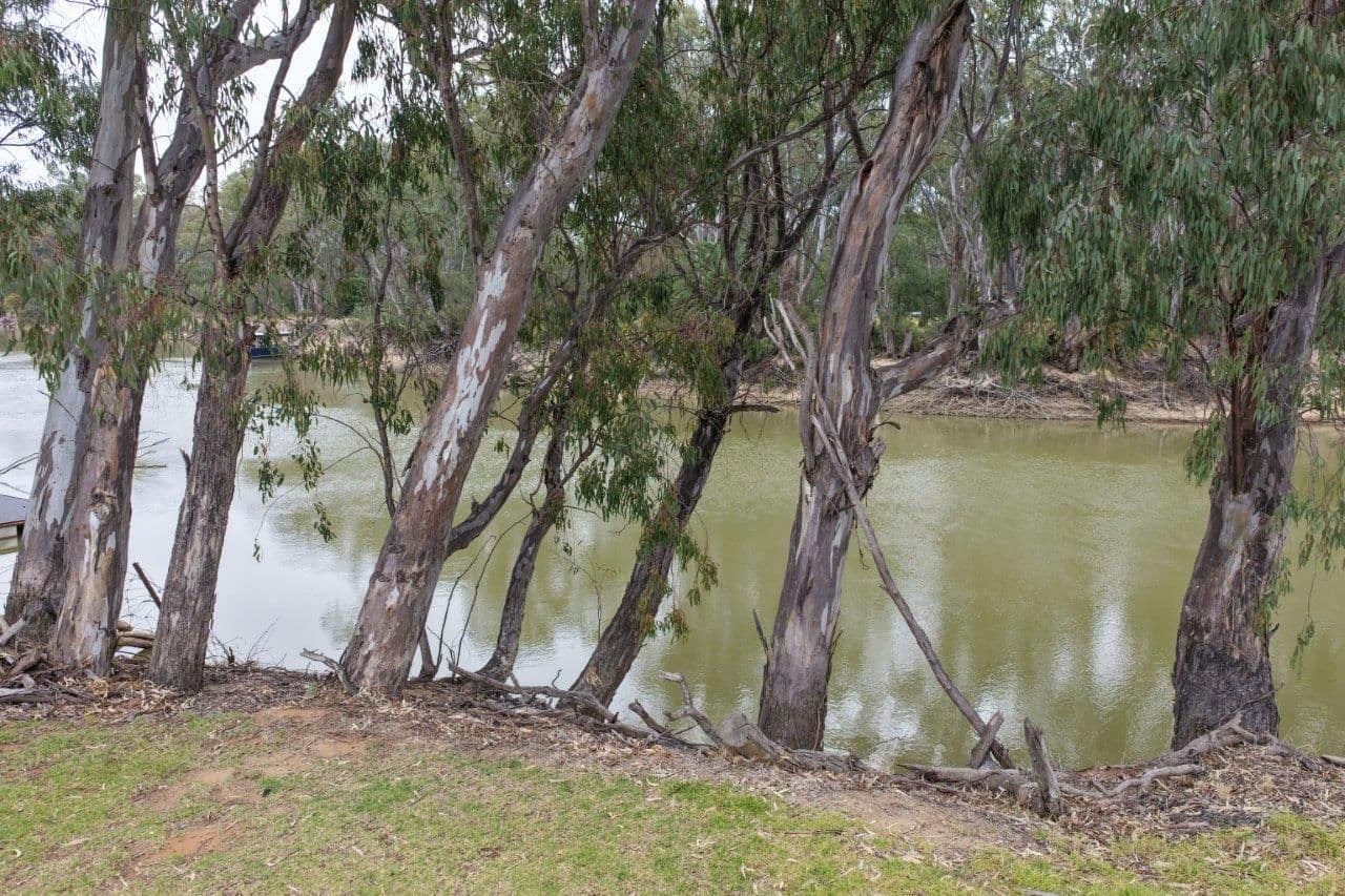 31 ARMSTRONG Drive, Barham NSW 2732, Barham - Thumbnail 4