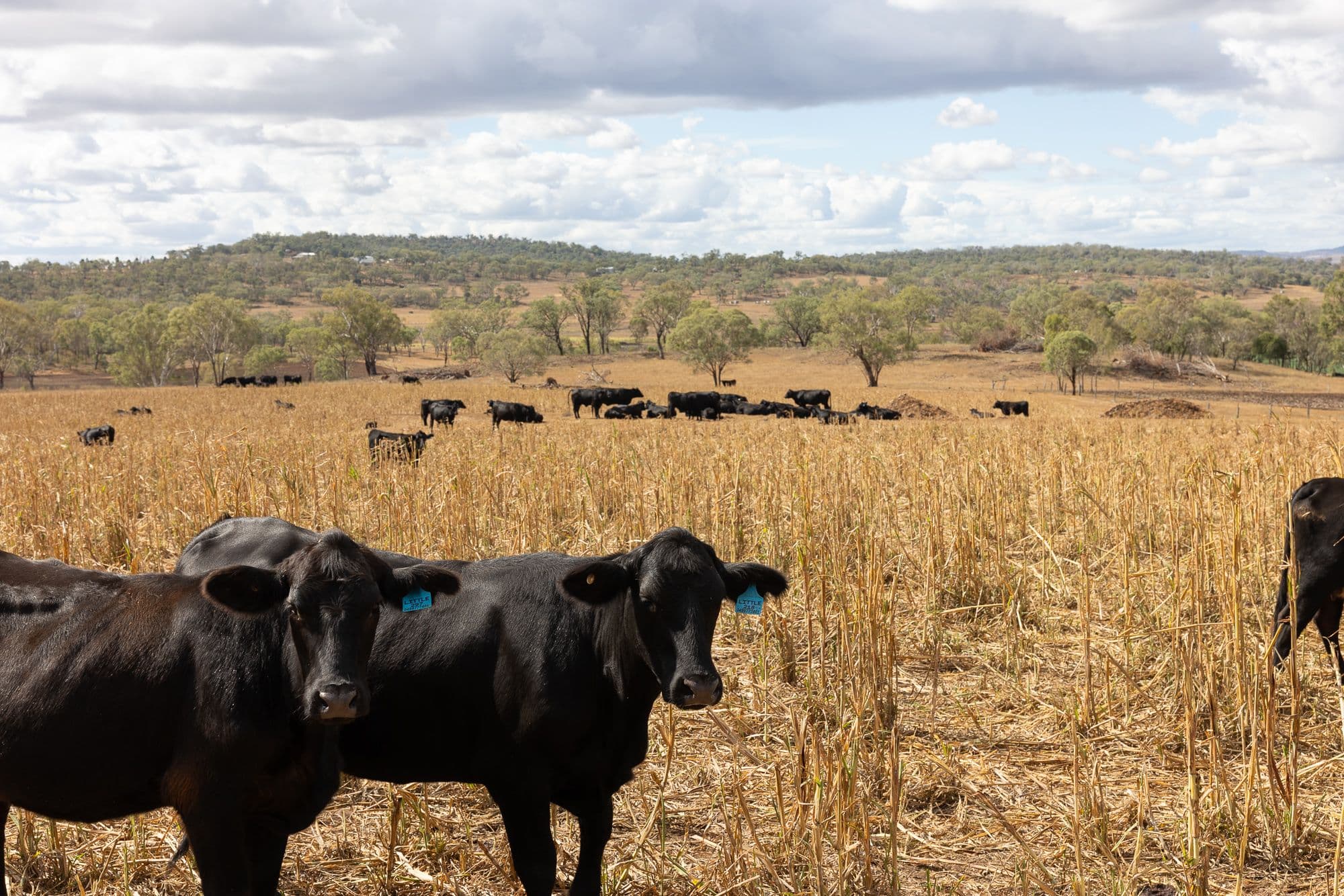 "Hi-View" 299 Hudson Road, Felton QLD 4358, Felton - Thumbnail 6