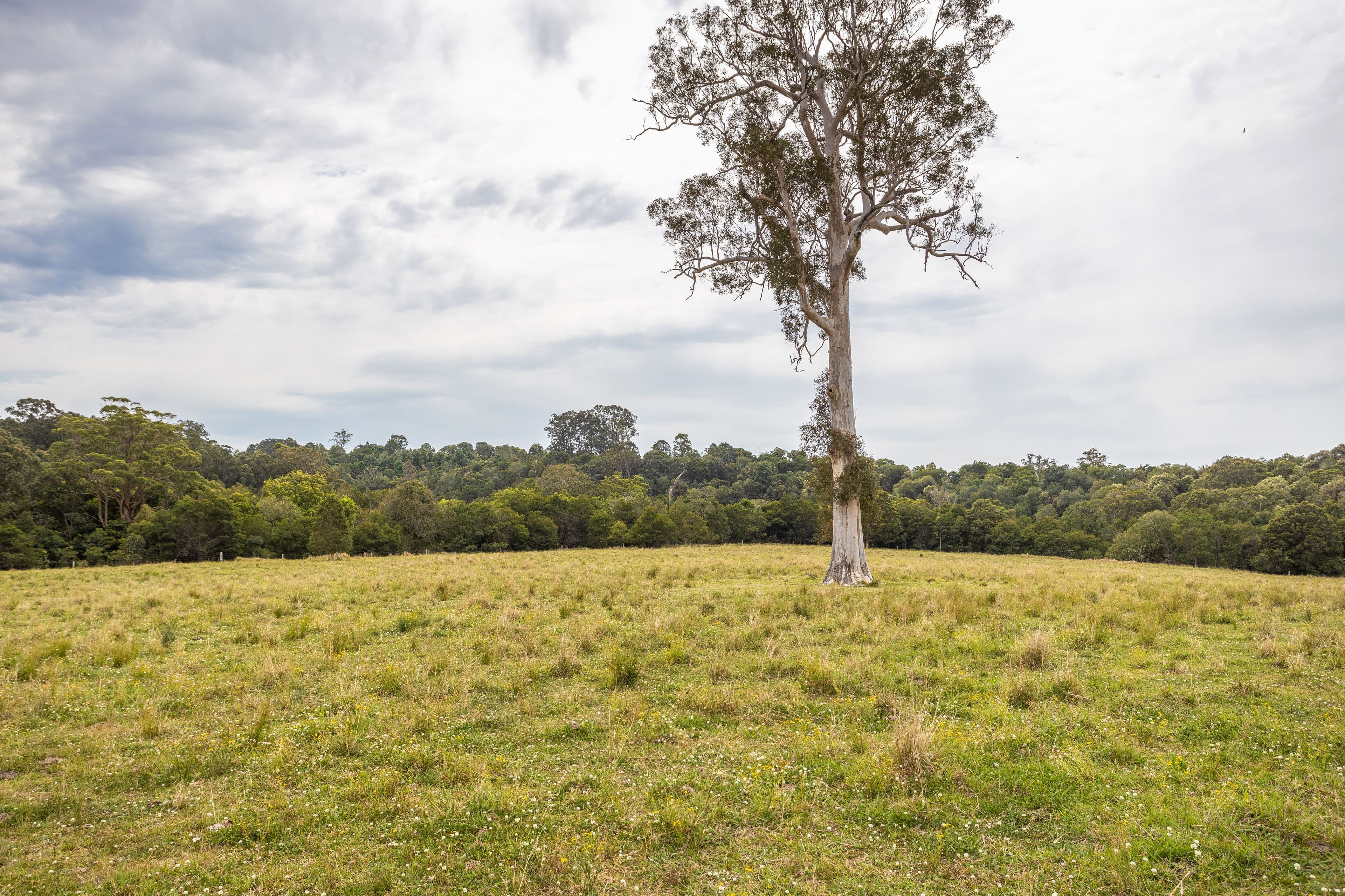 180 Norries Road, Bunyah NSW 2429, Bunyah - Thumbnail 2