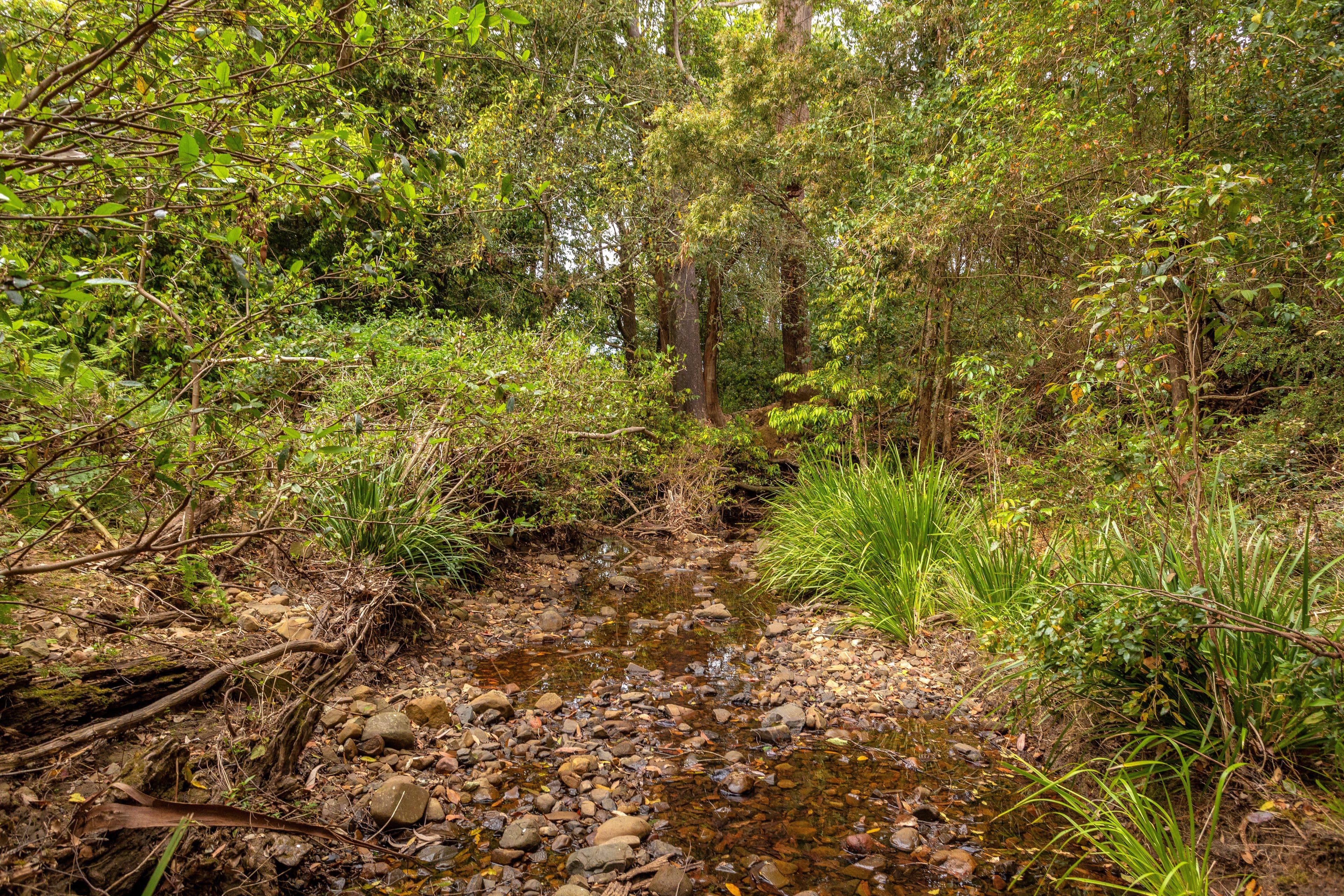 180 Norries Road, Bunyah NSW 2429, Bunyah - Thumbnail 6