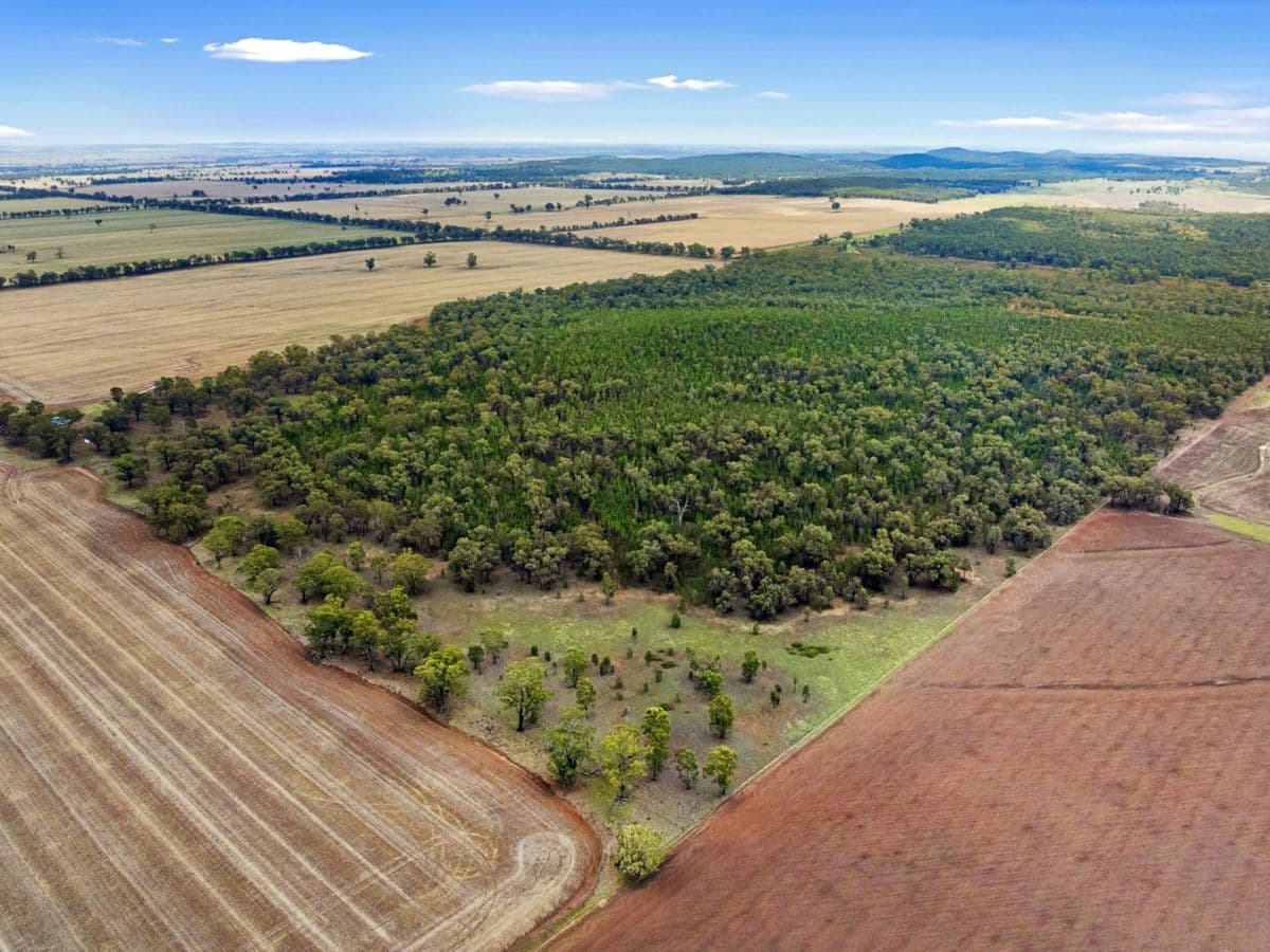 680 Schlunkes Road, TEMORA, Trungley Hall - Thumbnail 2