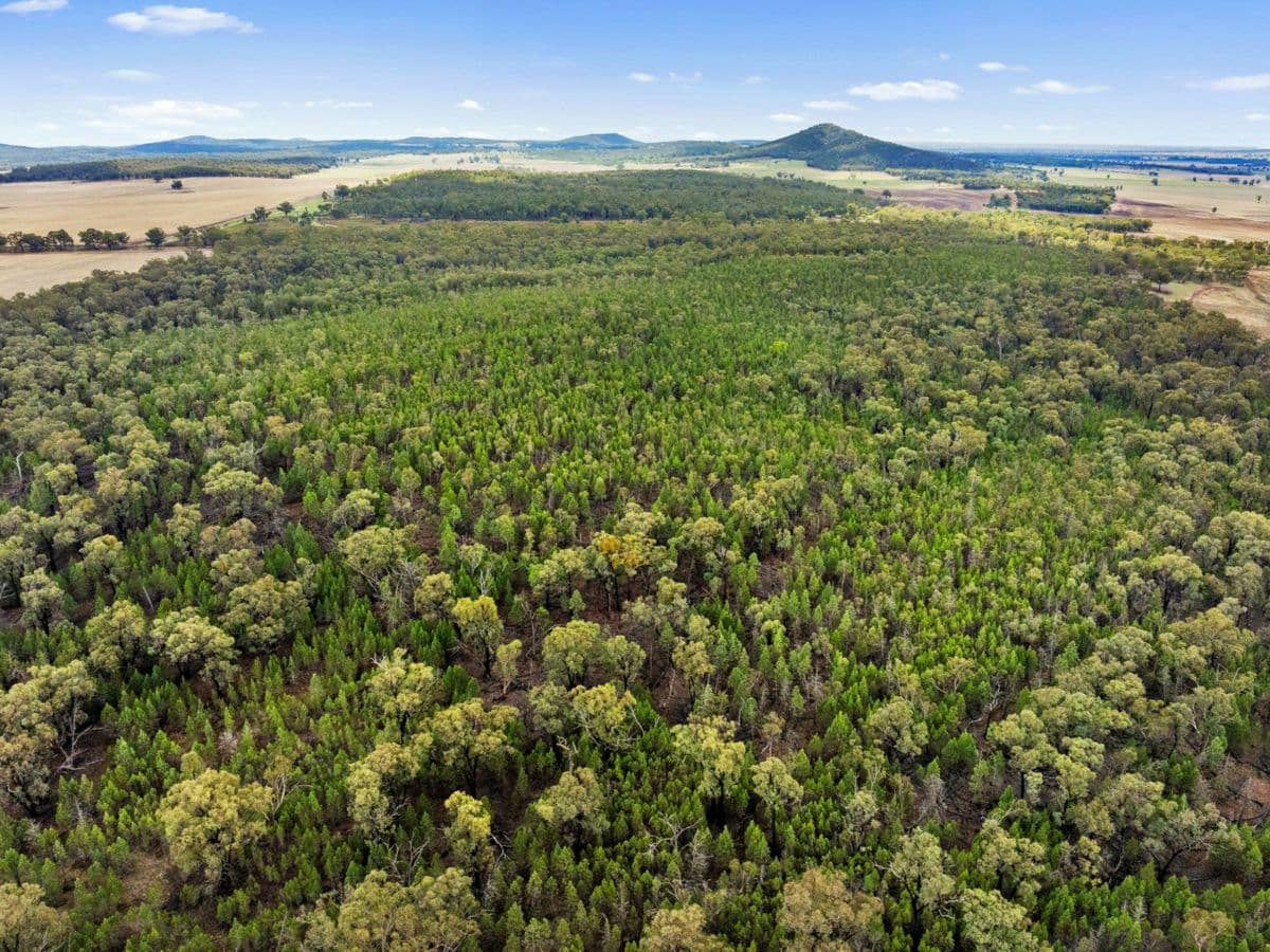 680 Schlunkes Road, TEMORA, Trungley Hall - Thumbnail 6