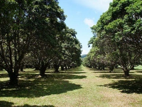 Lot 2 Knowles Road, COOLBIE, QLD, 4850, Coolbie - Thumbnail 3