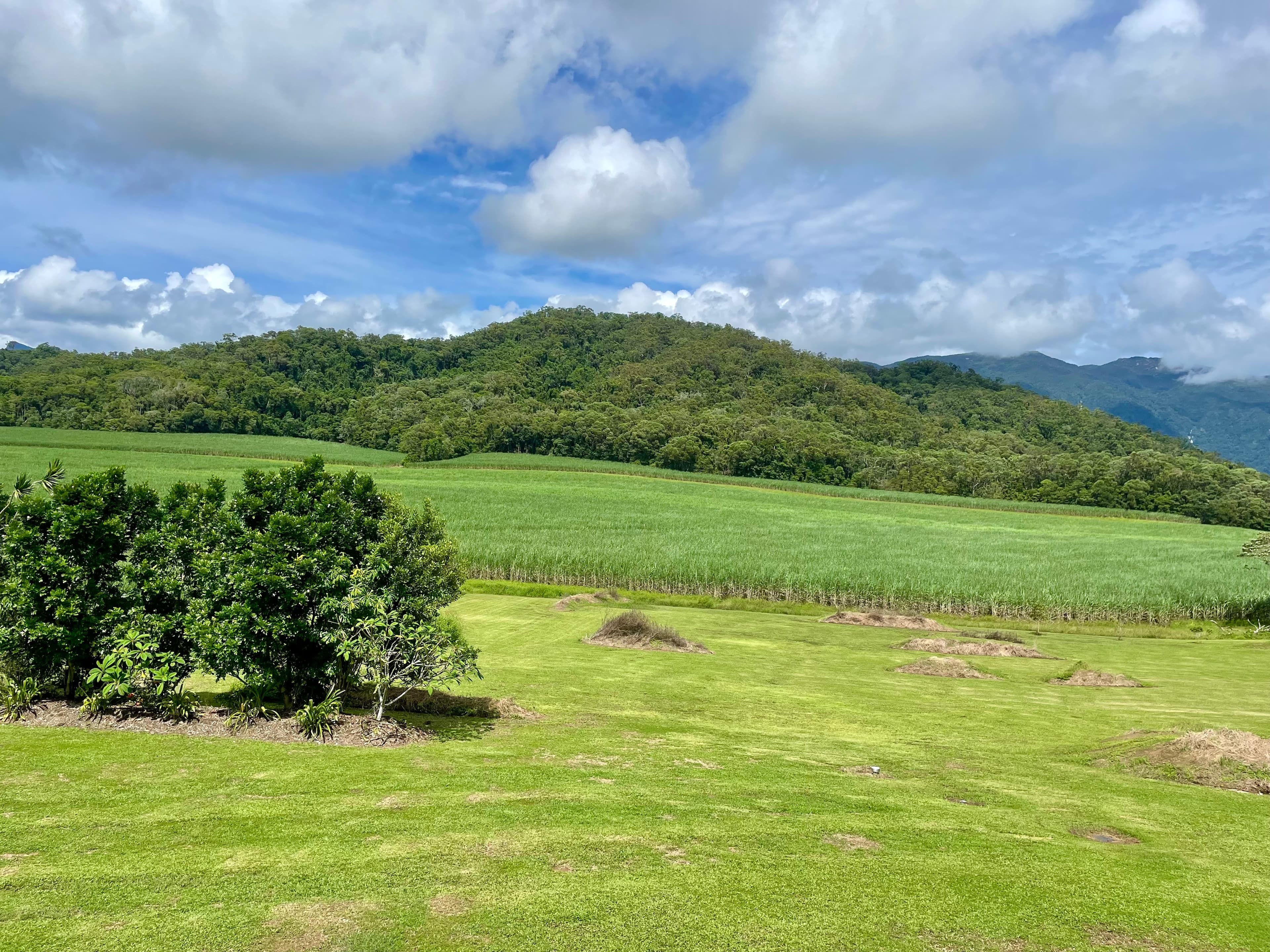 87 Schilds Road, Miallo, MOSSMAN QLD 4873, Miallo - Thumbnail 6