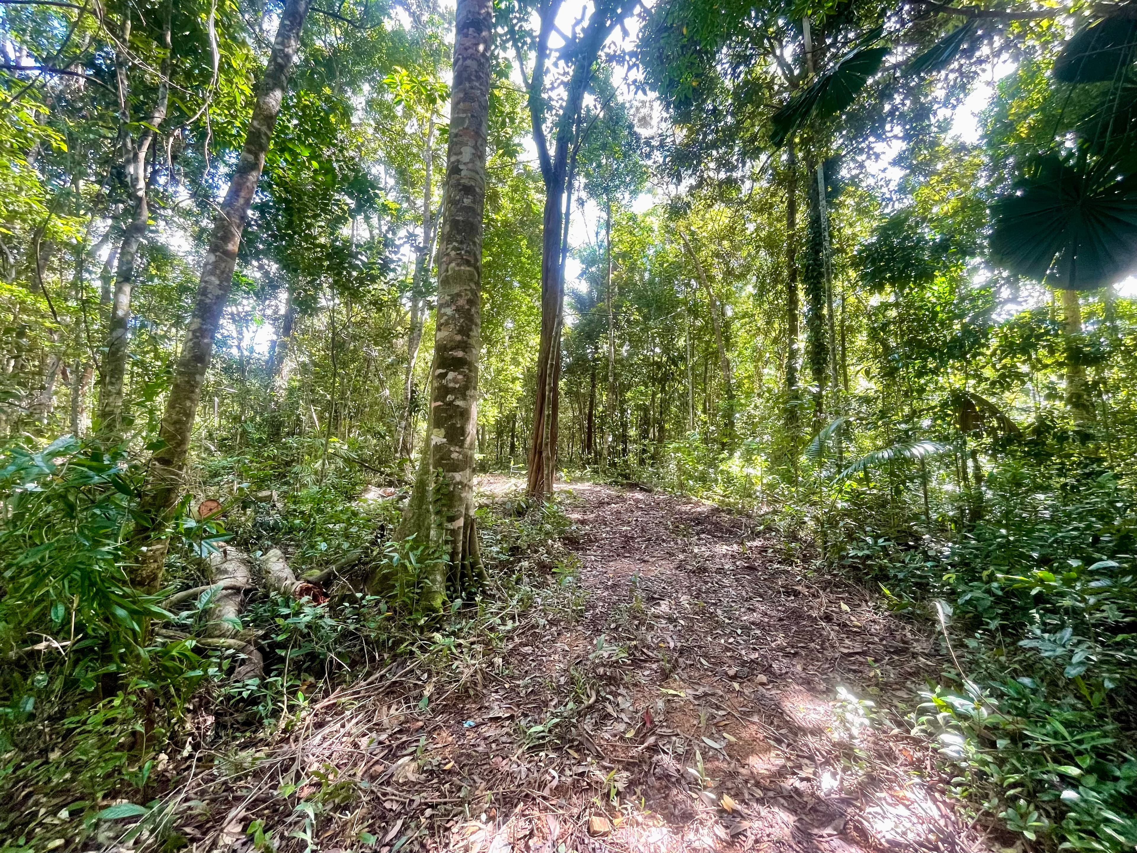 Lot 150 Wattle Close, Cow Bay, DAINTREE QLD 4873, Cow Bay - Image 1