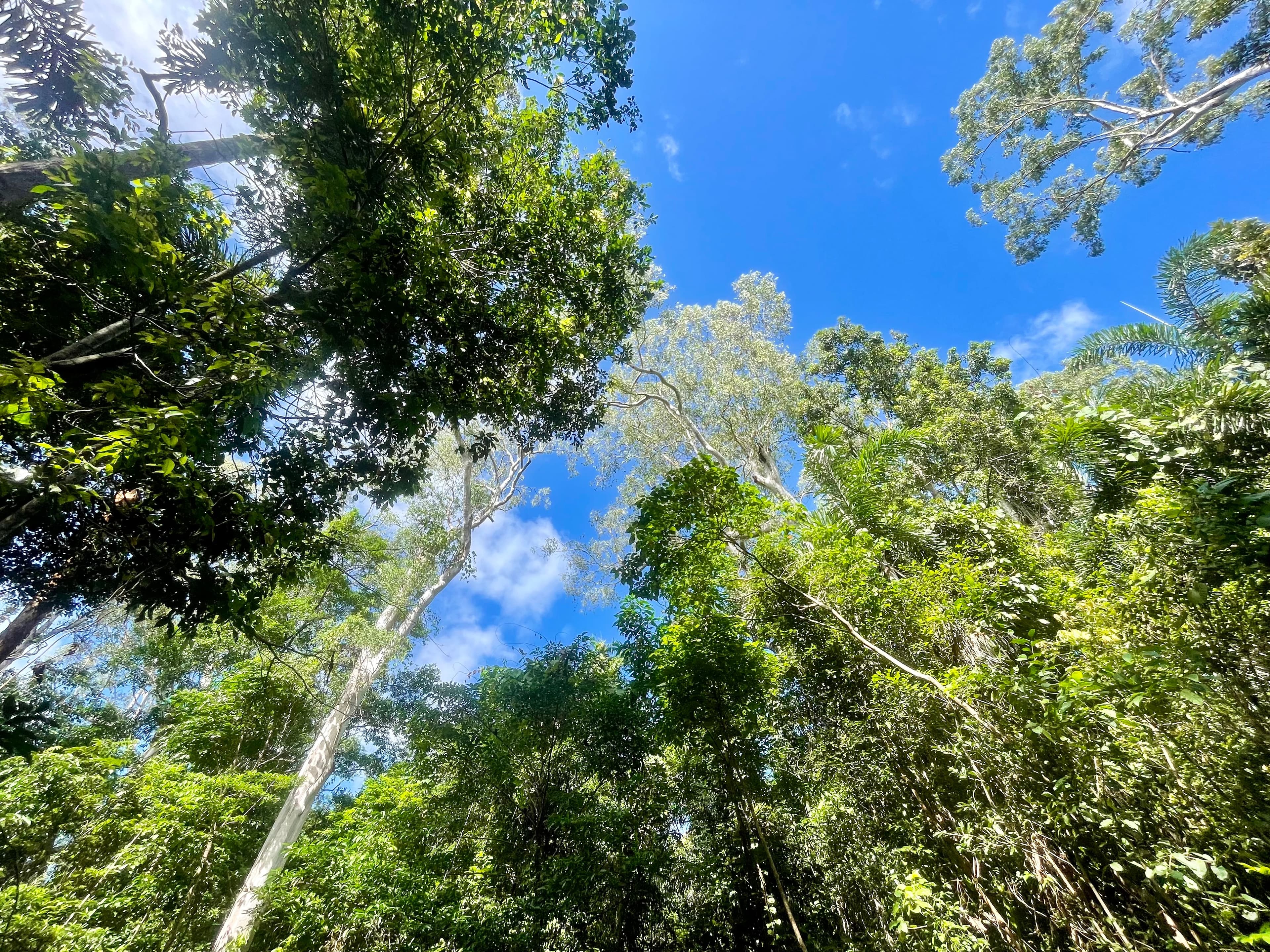 Lot 150 Wattle Close, Cow Bay, DAINTREE QLD 4873, Cow Bay - Thumbnail 6