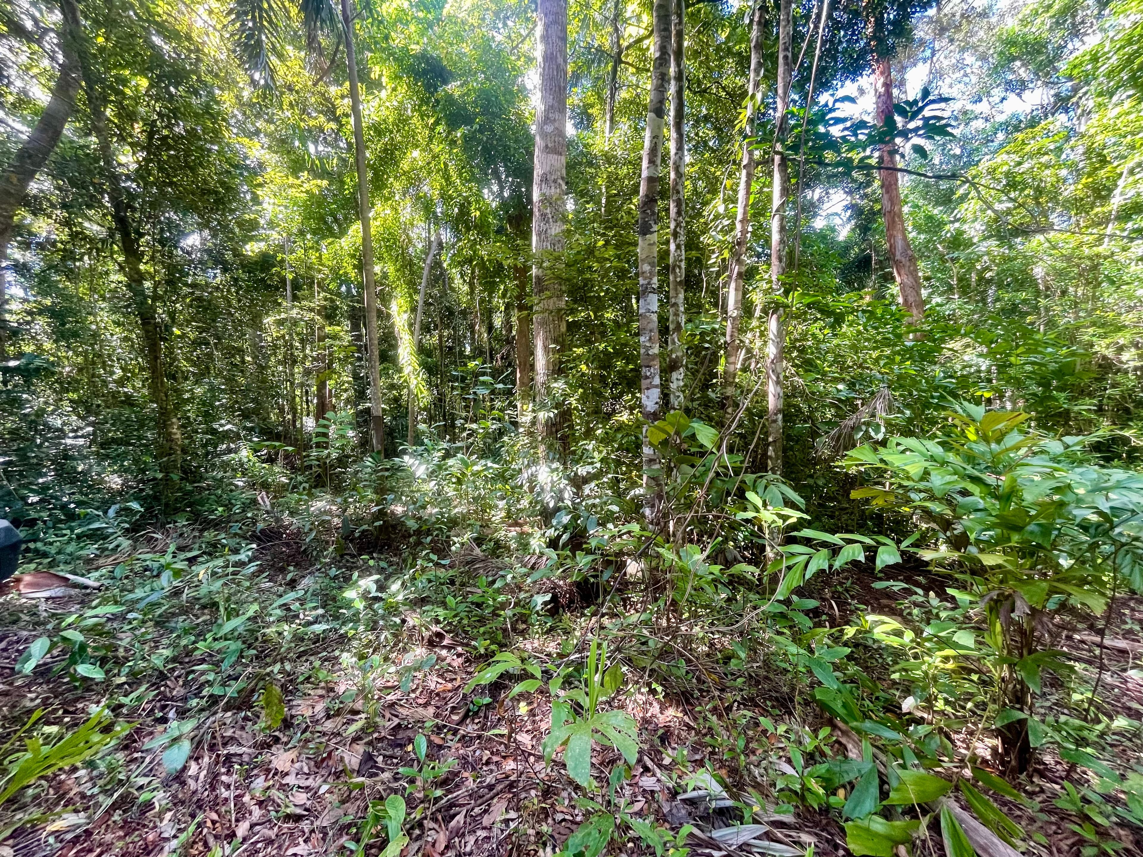 Lot 150 Wattle Close, Cow Bay, DAINTREE QLD 4873, Cow Bay - Thumbnail 8