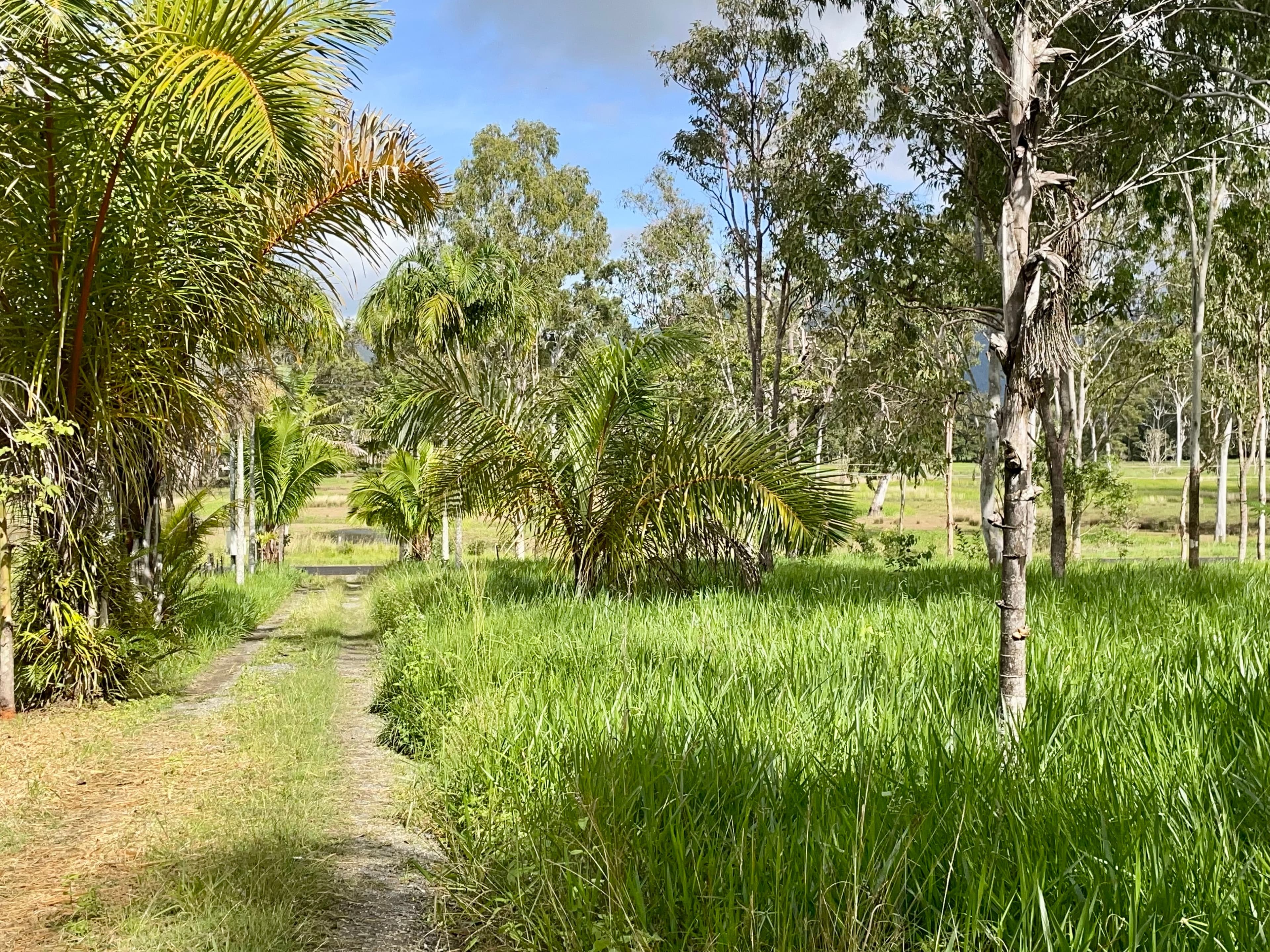95 McLeans Bridge Road, JULATTEN QLD 4871, Julatten - Thumbnail 5