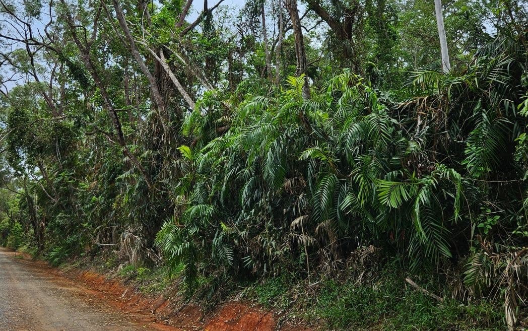 Lot 232 White Beech Road, Cow Bay, DAINTREE QLD 4873, Cow Bay - Thumbnail 2
