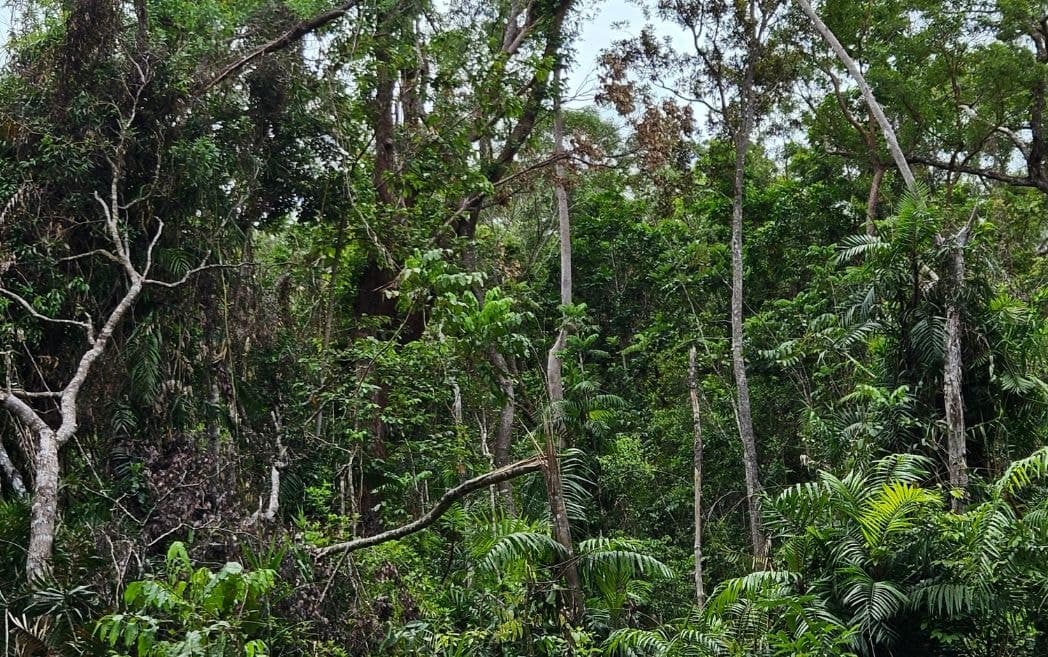 Lot 232 White Beech Road, Cow Bay, DAINTREE QLD 4873, Cow Bay - Thumbnail 3