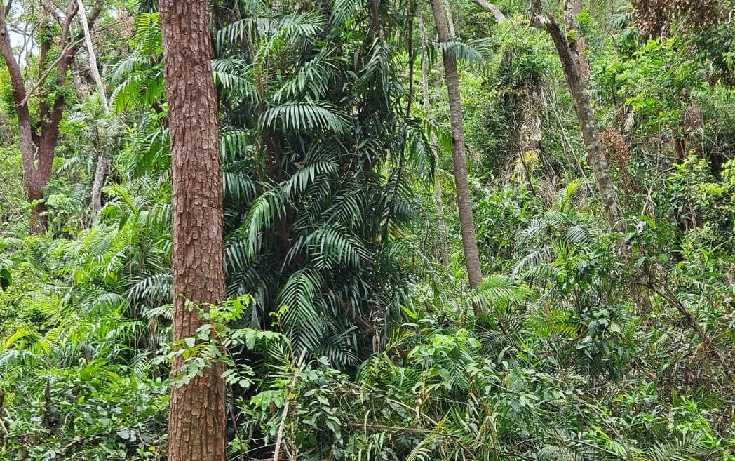 Lot 232 White Beech Road, Cow Bay, DAINTREE QLD 4873, Cow Bay - Thumbnail 6