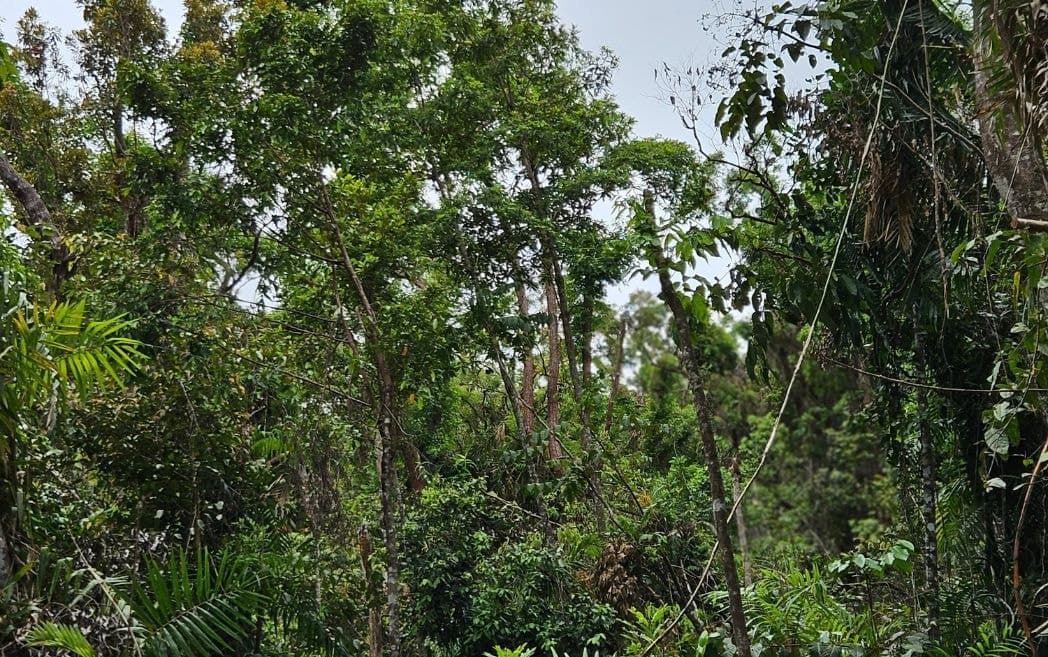 Lot 232 White Beech Road, Cow Bay, DAINTREE QLD 4873, Cow Bay - Thumbnail 7