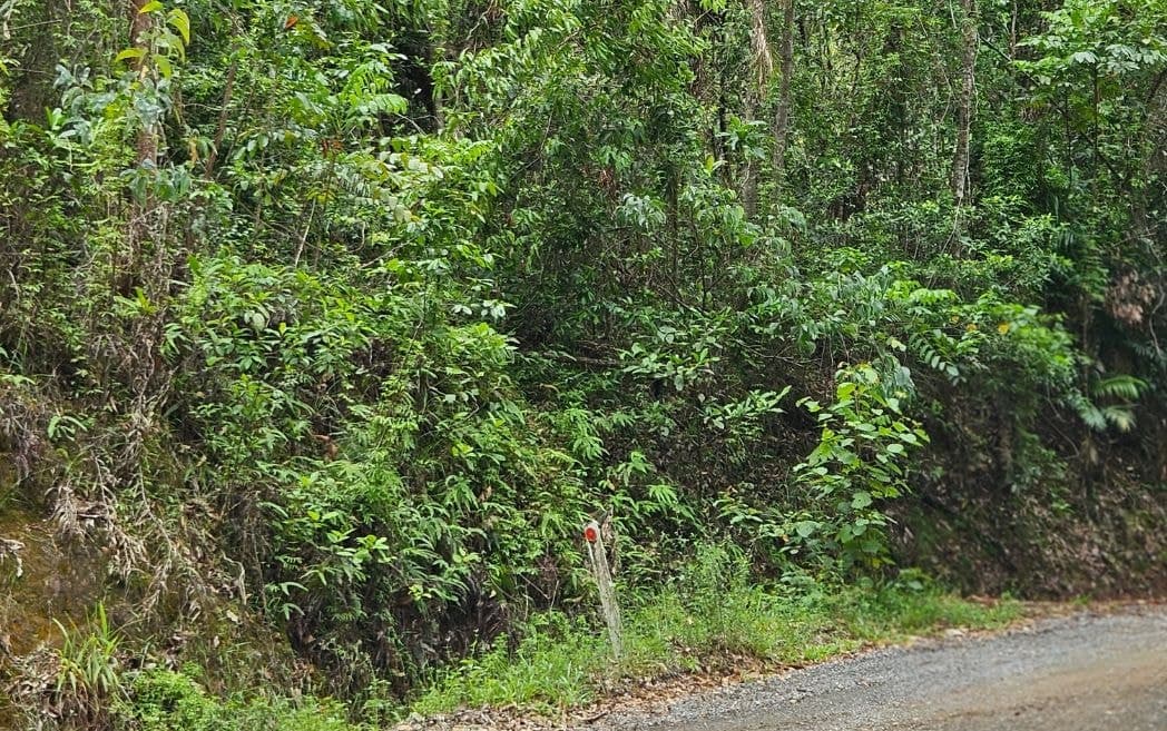 Lot 232 White Beech Road, Cow Bay, DAINTREE QLD 4873, Cow Bay - Thumbnail 8