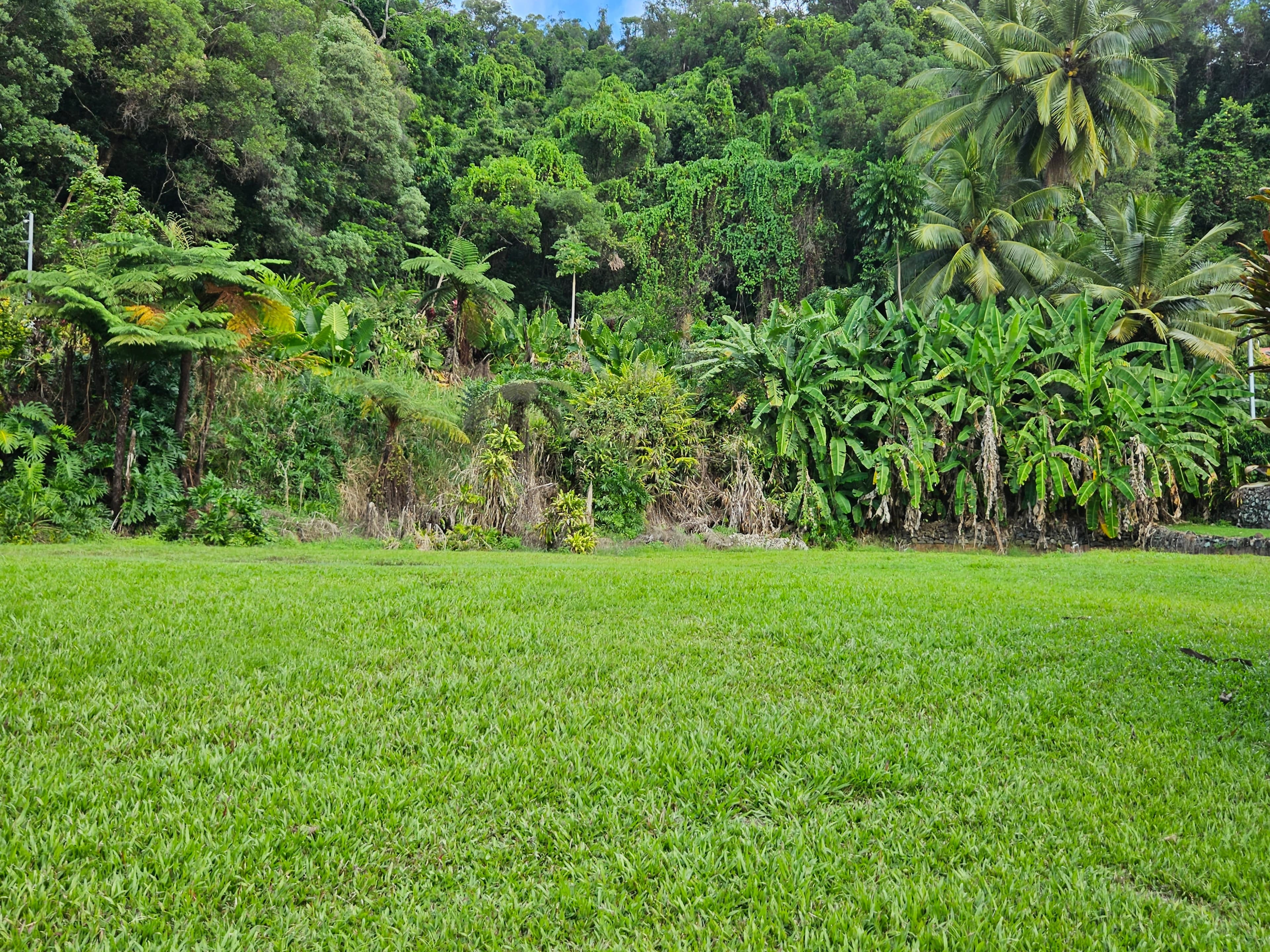 1295 Mossman Daintree Road, ROCKY POINT QLD 4873, Rocky Point - Thumbnail 8